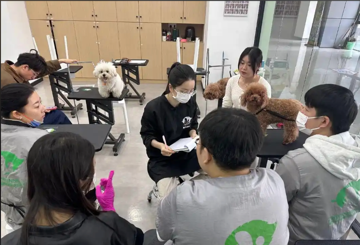 营口市宠物美容冠军导师宠物美容培训学校 - 哪里好